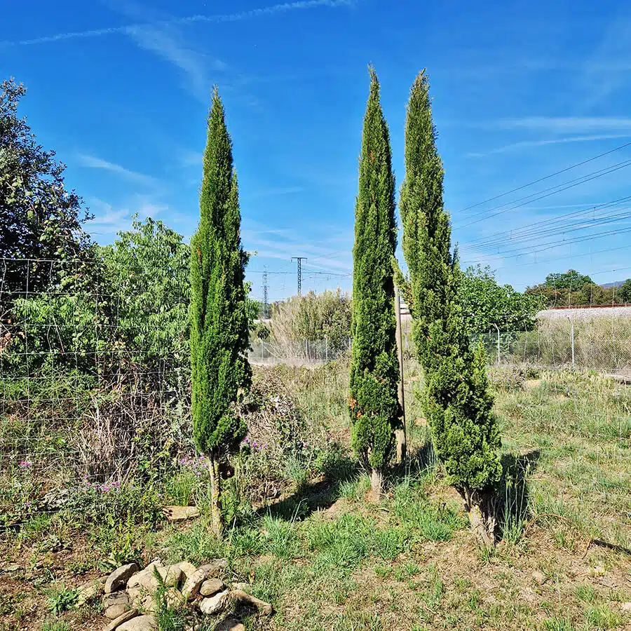Ciprés - Cupressus sempervirens ‘Totem’