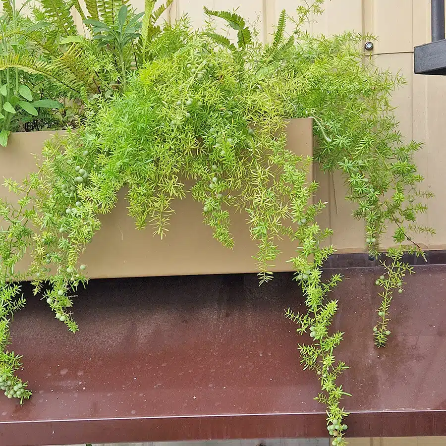 Esparraguera africana - Asparagus densiflorus