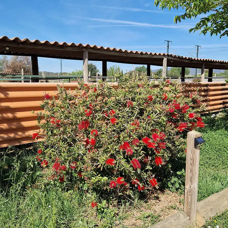 Limpiatubos - Callistemon ‘Little John’