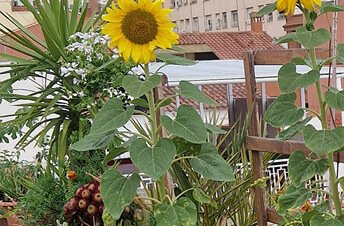 detalle jardín en Sabadell