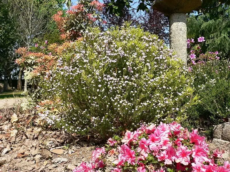 Arbusto confeti (Coleonema pulchellum)