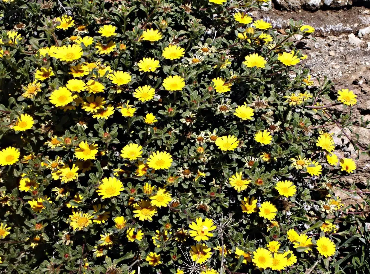 Margarita de mar (Asteriscus maritimus)