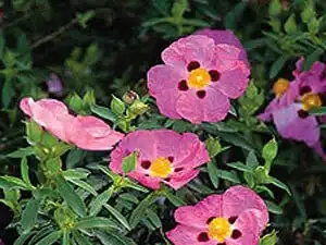 Estepa (Cistus x purpureus)
