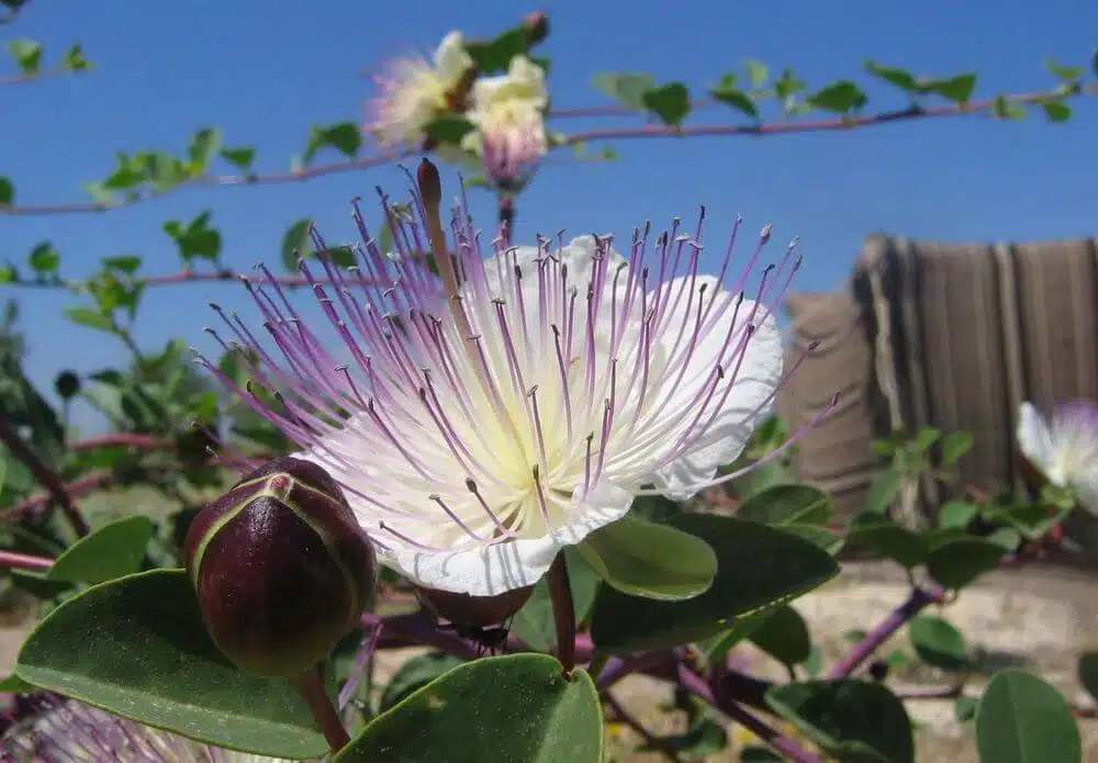 Alcaparra (Capparis spinosa)