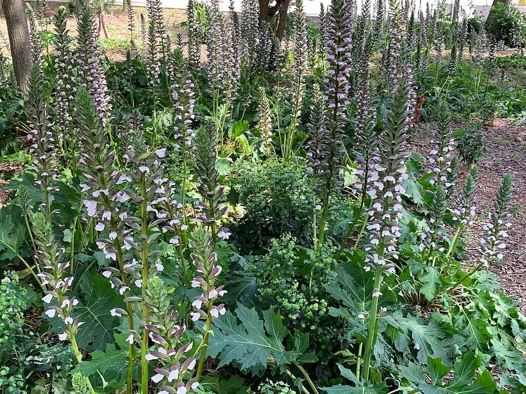 Acanthus_mollis