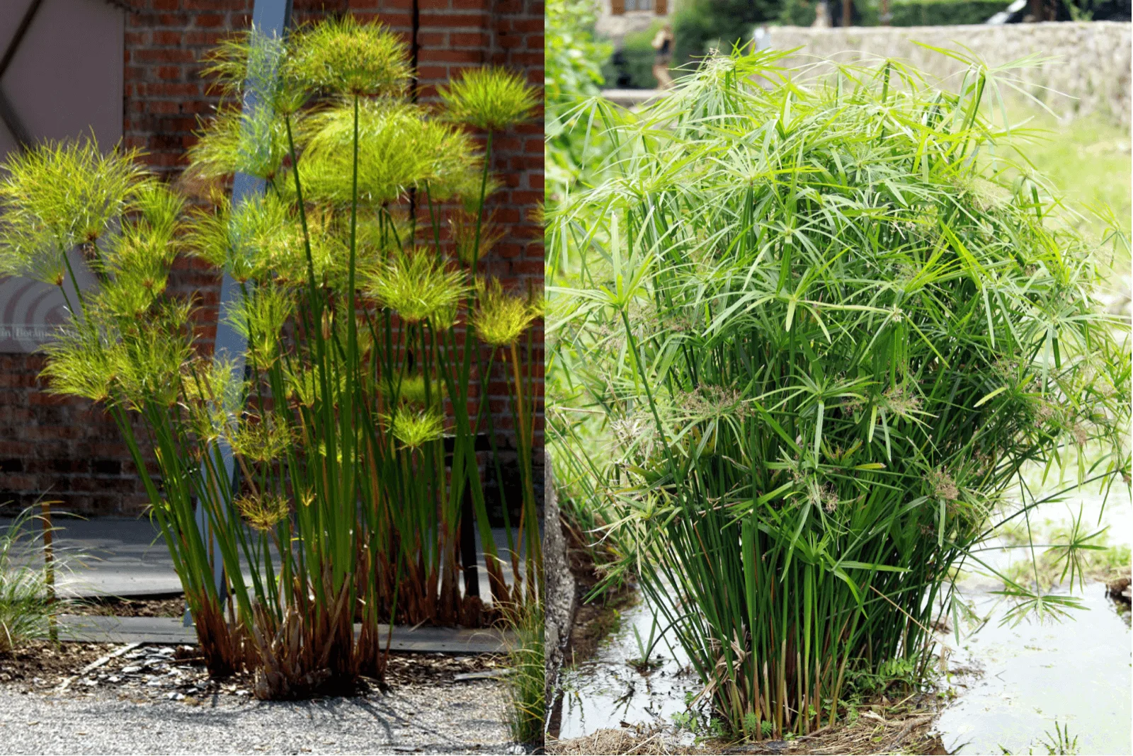 Cyperus_involucratus_Cyperus papyrus