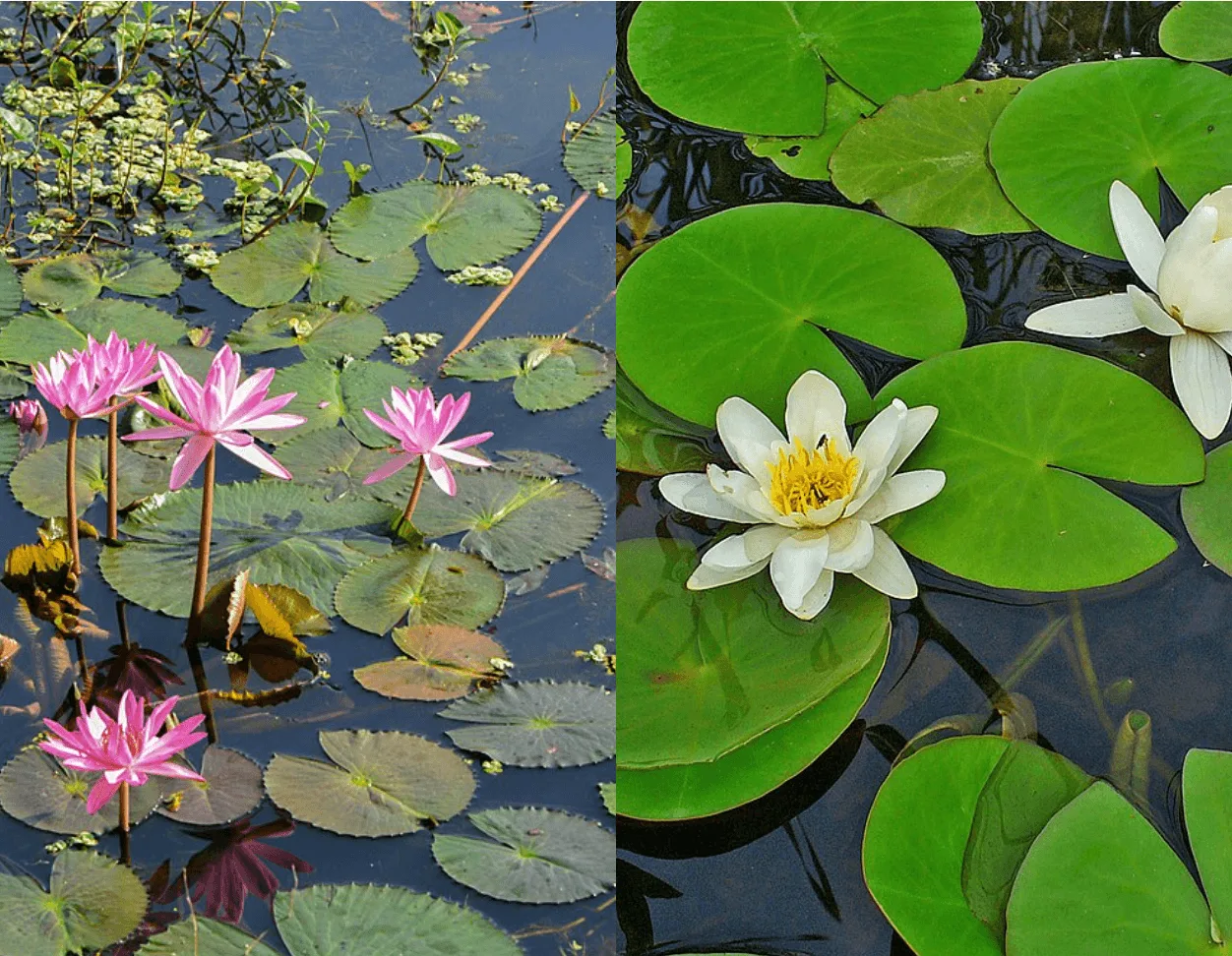 Nelumbo_nucifera_Nymphaea alba