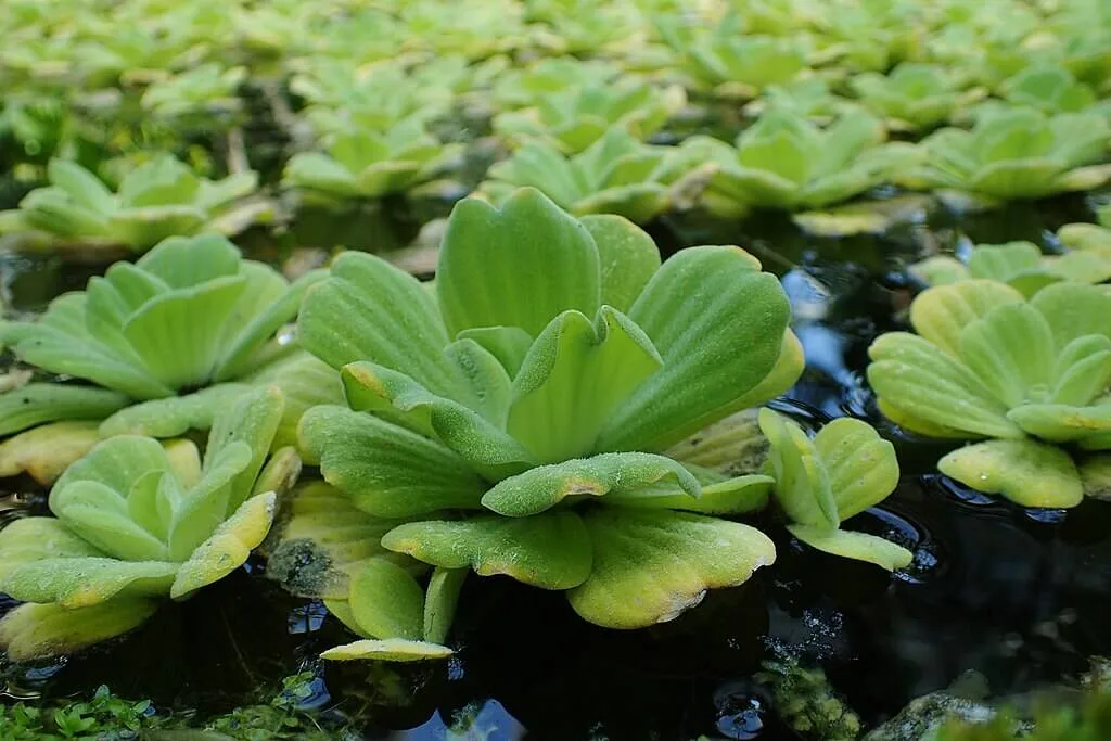 Pistia_stratiotes