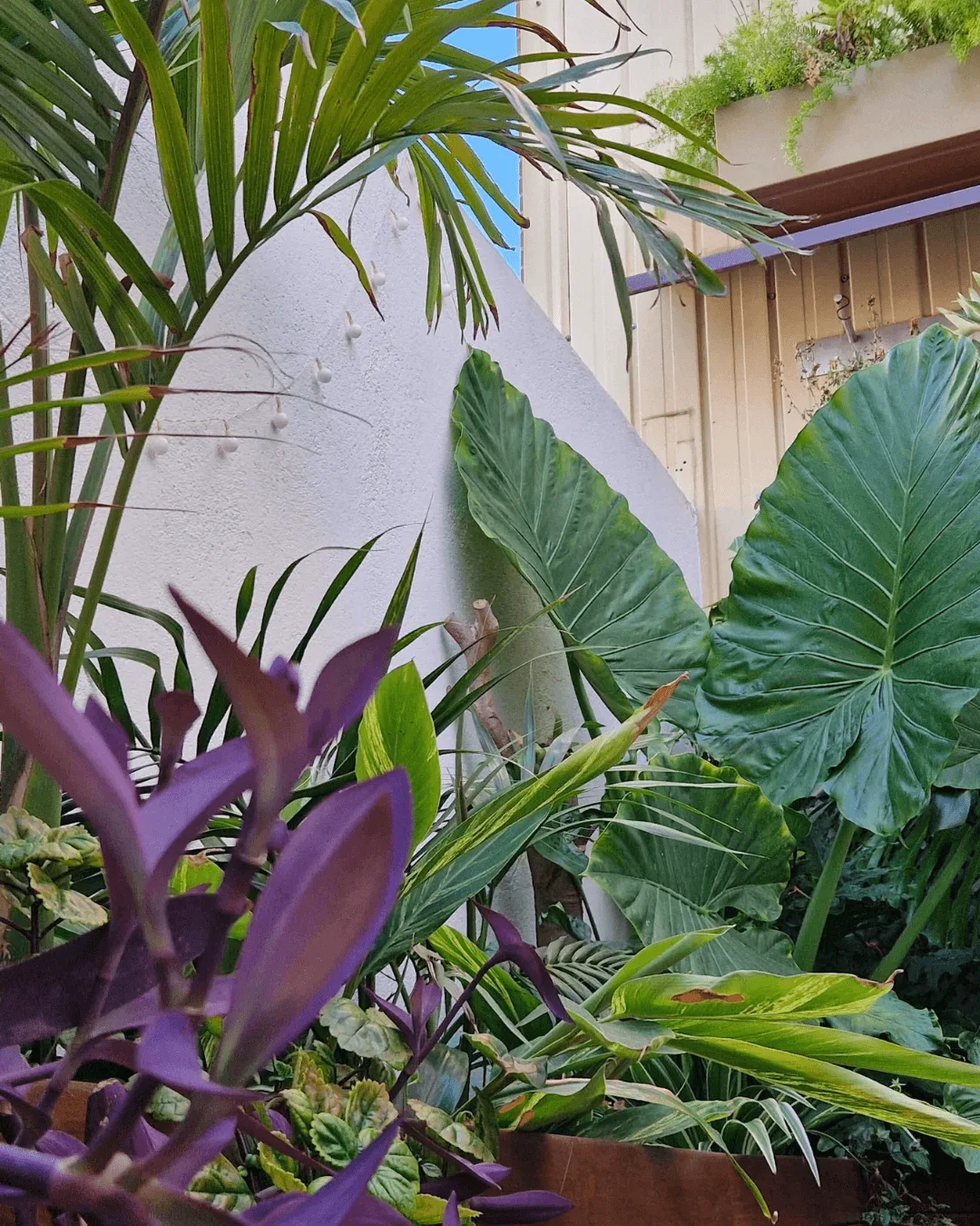 Contraste de colores de la tradescantia pallida con la alocacia al fondo