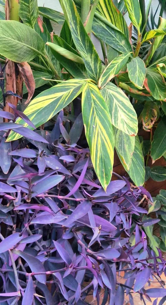 Se puede observar el contraste de color de las hojas de la planta tradescantia pallida con la alpinia variegata,